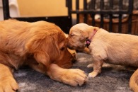 56e0cdeb67f83f0a4b2e5baba3687afa_195