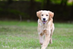 5701b51cc953fda082267edee581db43_246