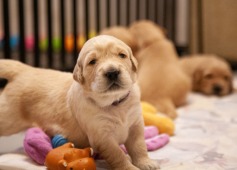 57063ecb0f4dc95180f9467c6d290ec8_237