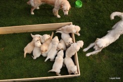 5764478409475708e11ea44ce432381a_245