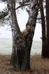 58533c44b64b56581e9b74baddf2528a_164x245