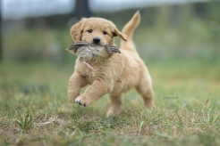 588202d2b691cb9ce6bb4a6e2a02572a_246