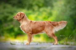 58b9e85cf15c56c2f34319e804763697_246