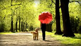 58ddf4001a7e0926f6b09c38978a054f_263