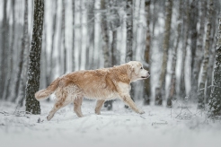 591d7d8c4b388eb766b456d883a6c786_246