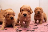 592035d22f7c24d0f7c2fd9825900725_195x130_fill