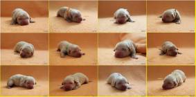 594a614251ccbe33da27281da59e0ec3_283