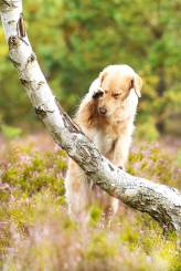 5a5da771a1f42ff39a4ae4e6518f8e9d_164x245