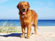 5a6143b783711454882e0786234fc861_184x138_fill