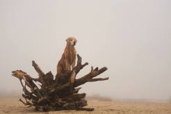 5a7463362b77849eb4cca2221f8dfd80_246