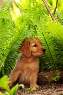 5a9bc5320c85a847c6c40ebee44f1dfb_130x195