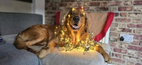 5afb7fd6aadab9e1752912ce9e5056e9_294