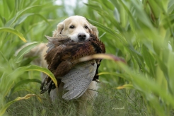 5b631192d56595025e3e4b67d00f0b06_246