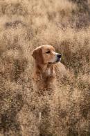 5c3d391d6ad0d65ed49f0b007383d2e2_130x195_fill