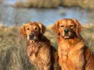 5ca5b4d707b054b08740c210d3f8cf11_184x138_fill