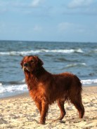 5cb00bf7b2afd989ea4f432eac64794c_138x184_fill