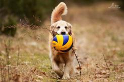 5cc7a23a4150dd496cff4bc5be6ab362_246