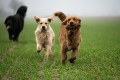 5ccba7bbc9c6242403008cc3a8768c01_246