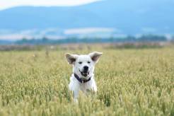 5d38ccef409e347a23a9b0518aaff27f_246