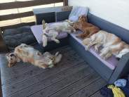 5d5fee32351e444686b0c580dd035832_184