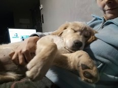 5e25bc31ce829c014cd1d6ed85ee49e6_232x174_fill