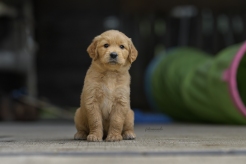 5e3f38bd69c0703fa05d9a2e57a43d53_246