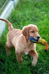 5e782608346b46ba8cbce2e466326e85_164x246_fill