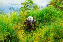 5ea7f8cac70fb77c065ee82f0435237b_245