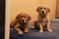 5edd0d739b078f47d79e0417fc807761_195x130_fill