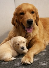 5edff6a1d378c774b76108b70559fa5c_170x237