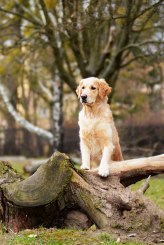 5f1b64370faecdc334ae449361a2c0b8_164x245