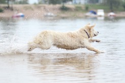 5f60e520ec56af63736ef3c66d29f32f_246