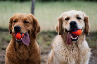 5f6d85312f3a4c544ff9fbd14f4fe1a9_195