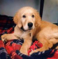 5f6fa84773fcb400abc35530f44639a0_198x200