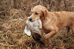 5f9b4e4eccb3399c0d22350009bee572_246