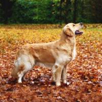 5fa0c713c0222081803e87da31eddad1_200x200_fill