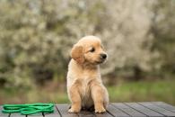 5fcf27ea6354b0b1548b1a5250350357_195x130_fill