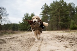 5fe72fa155ccb6877851baed8cc3a838_246