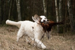 6073efadda29203f69db1a253fb972e7_246