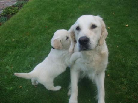 60d91cdf486d602bc9826840471b9c55_461