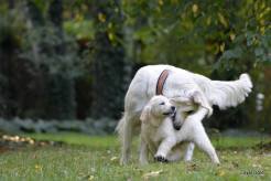 60ebb3ed9e43a7251181578b19854c94_246