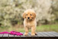 61296dfb9eea42026cd4722be6cb9c71_195x130_fill