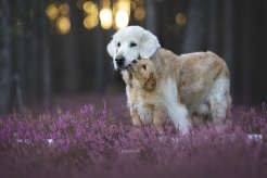 614341da0927a90688759f141c91bb6b_246