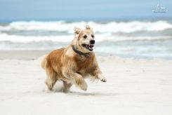 61955d85700a3be10a3906e0ef02b9ef_245