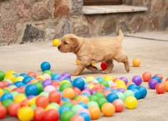 61b42c2c2eb34f38cf0a147e089b73df_237