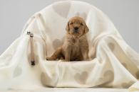 61b9f9330571ebbf7f119446fa62008f_195x130_fill