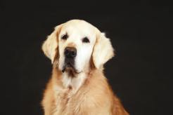 6204b091a44ed603b29041f6cb73e954_246