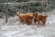 621b9c07d7b6369e79408715c7a63a20_195