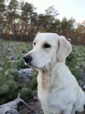 621cfc61f9339d48a14b3366c7f9fd54_172x230