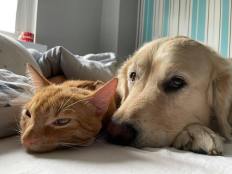 62c13eef8ce22bcc25381be12c1ab1ff_232x174_fill